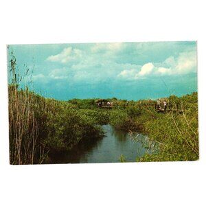 Scene In Everglades National Park Postcard Tichnor Bros USA Vintage Unused Swamp